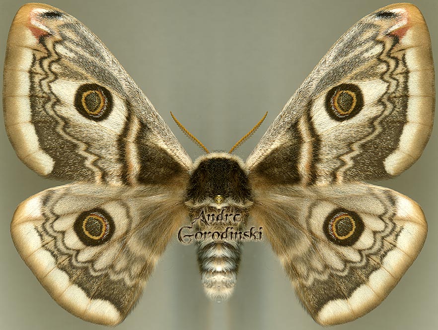 http://www.gorodinski.ru/saturniidae/Eudia spini .jpg